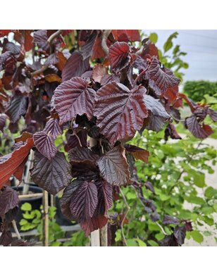 Paarse Hazelaar op stam | Corylus Purple Umbrella
