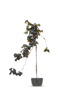Paarse Hazelaar  op stam | Corylus Purple Umbrella