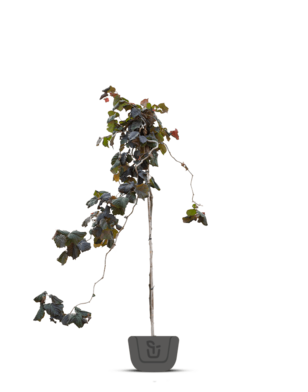 Paarse Hazelaar op stam | Corylus Purple Umbrella