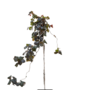 Paarse Hazelaar op stam | Corylus Purple Umbrella