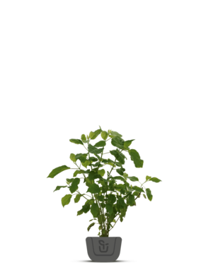 Vlierbes | Sambucus nigra 'Korsor'