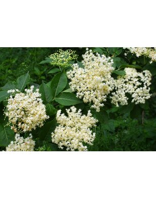 Vlierbes | Sambucus nigra 'Korsor'