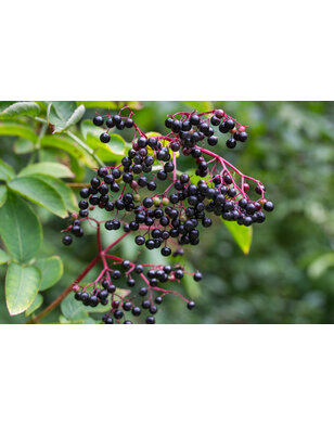 Vlierbes | Sambucus nigra 'Korsor'