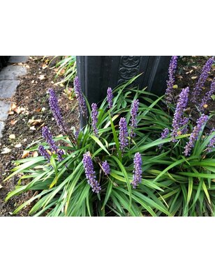 Liriope Muscari 'Big Blue' | leliegras