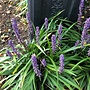 Liriope Muscari 'Ingwersen' | leliegras