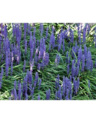 Liriope Muscari 'Ingwersen' | leliegras