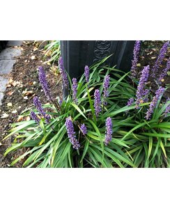 Liriope Muscari 'Monroe White' | leliegras