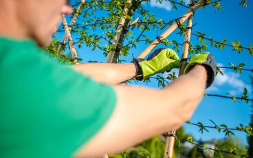 Bomen, erfrgrens en buren; check deze blog van Bomenkopen.nl