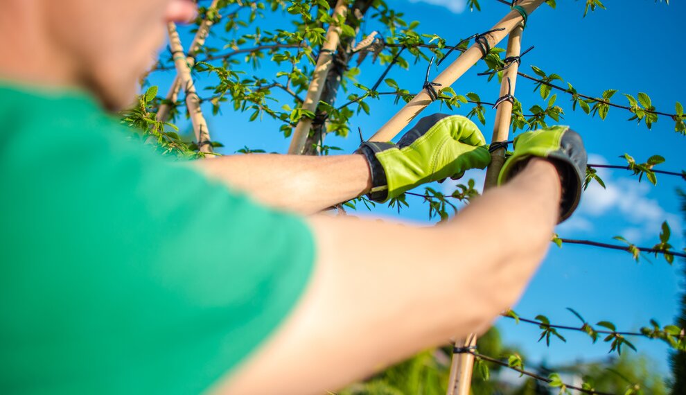 Bomen, erfrgrens en buren; check deze blog van Bomenkopen.nl