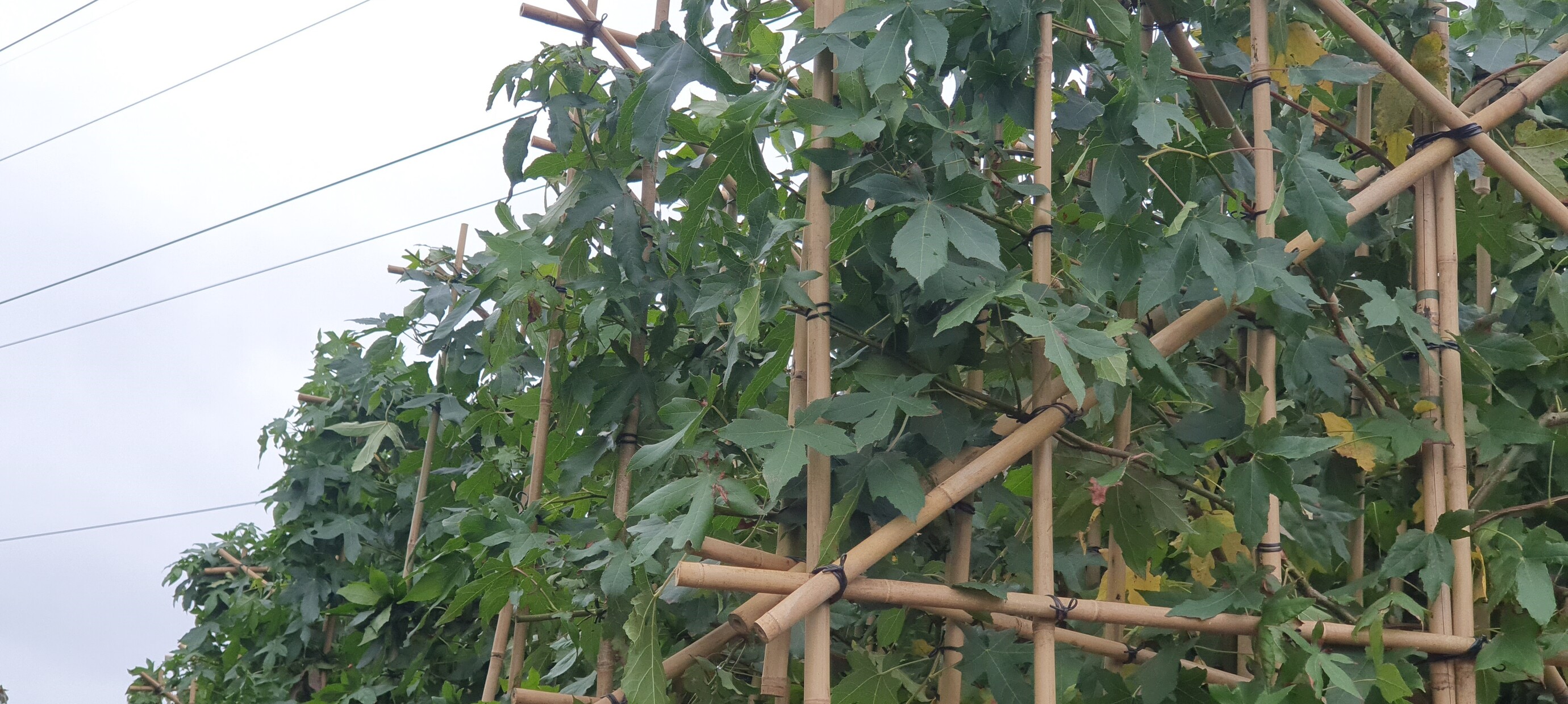 Haal meer groen in je tuin; plant een boom!