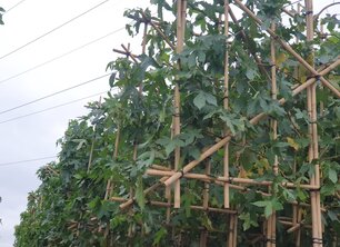 Haal meer groen in je tuin; plant een boom!