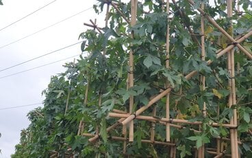 Haal meer groen in je tuin; plant een boom!