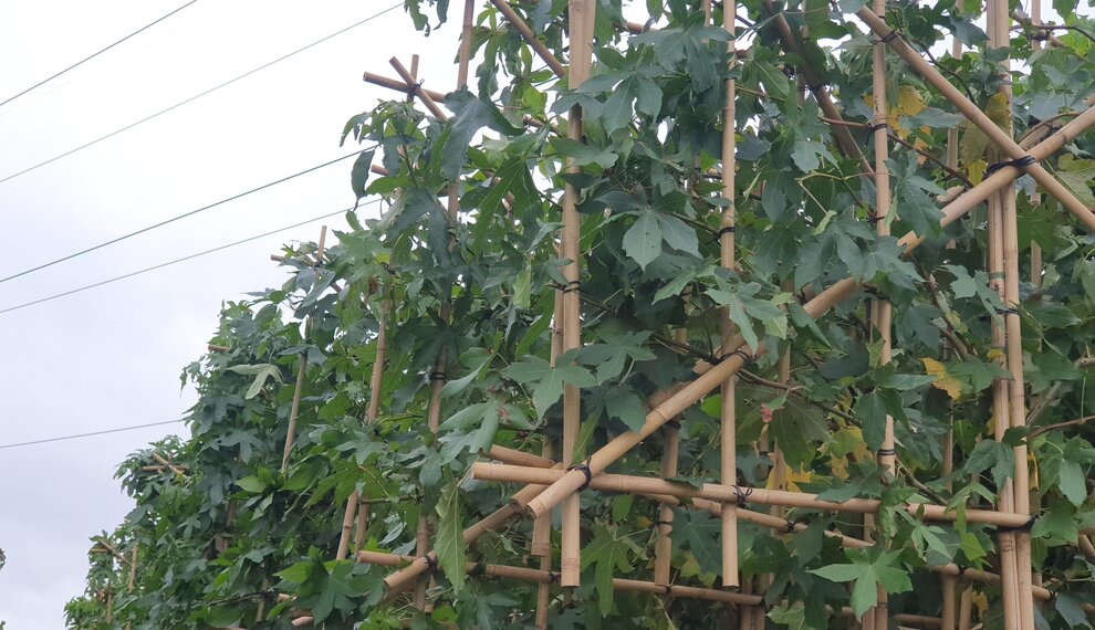 Haal meer groen in je tuin; plant een boom!