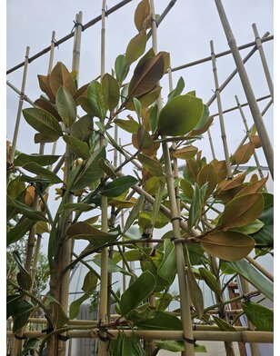 Wintergroene Magnolia grand. Galissoniere | leiboom