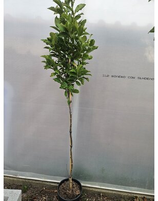 Beverboom | Roze Magnolia susan