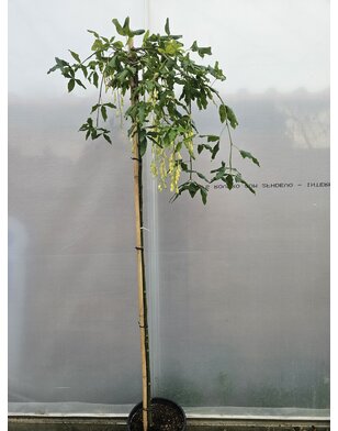 Gouden regen | Laburnum alpinum 'Pendulum'