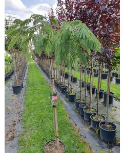 Perzische slaapboom | Albizia julibrissin
