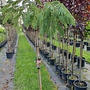 Perzische slaapboom | Albizia julibrissin
