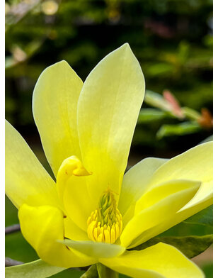 Magnolia boom | Magnolia Yellow Lantern