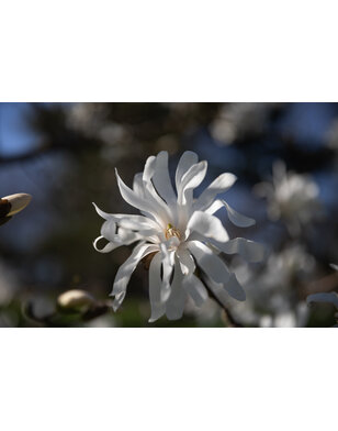 Magnolia stellata Royal Star | meerstammig