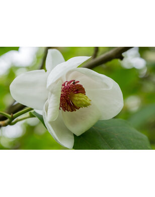 Chinese magnolia | Magnolia Sieboldii