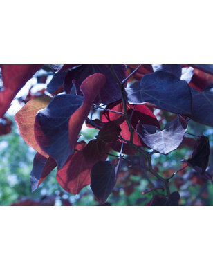 Judasboom | Cercis canadensis Ace of Spades
