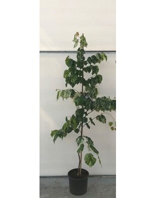 Cercis canadensis 'Alley Cat' | Bonte Amerikaanse judasboom