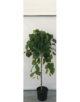 Cercis canadensis Lavender twist