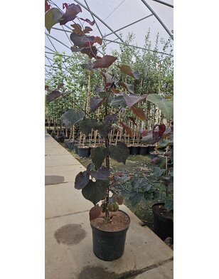 Judasboom | Cercis canadensis 'Merlot'