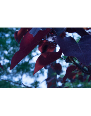 Judasboom | Cercis canadensis 'Merlot'