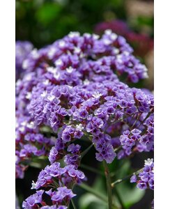 Lamsoor - Limonium gmelinii 'Dazzle Rocks'