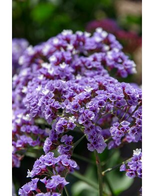Lamsoor - Limonium gmelinii 'Dazzle Rocks'