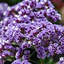 Lamsoor - Limonium gmelinii 'Dazzle Rocks'