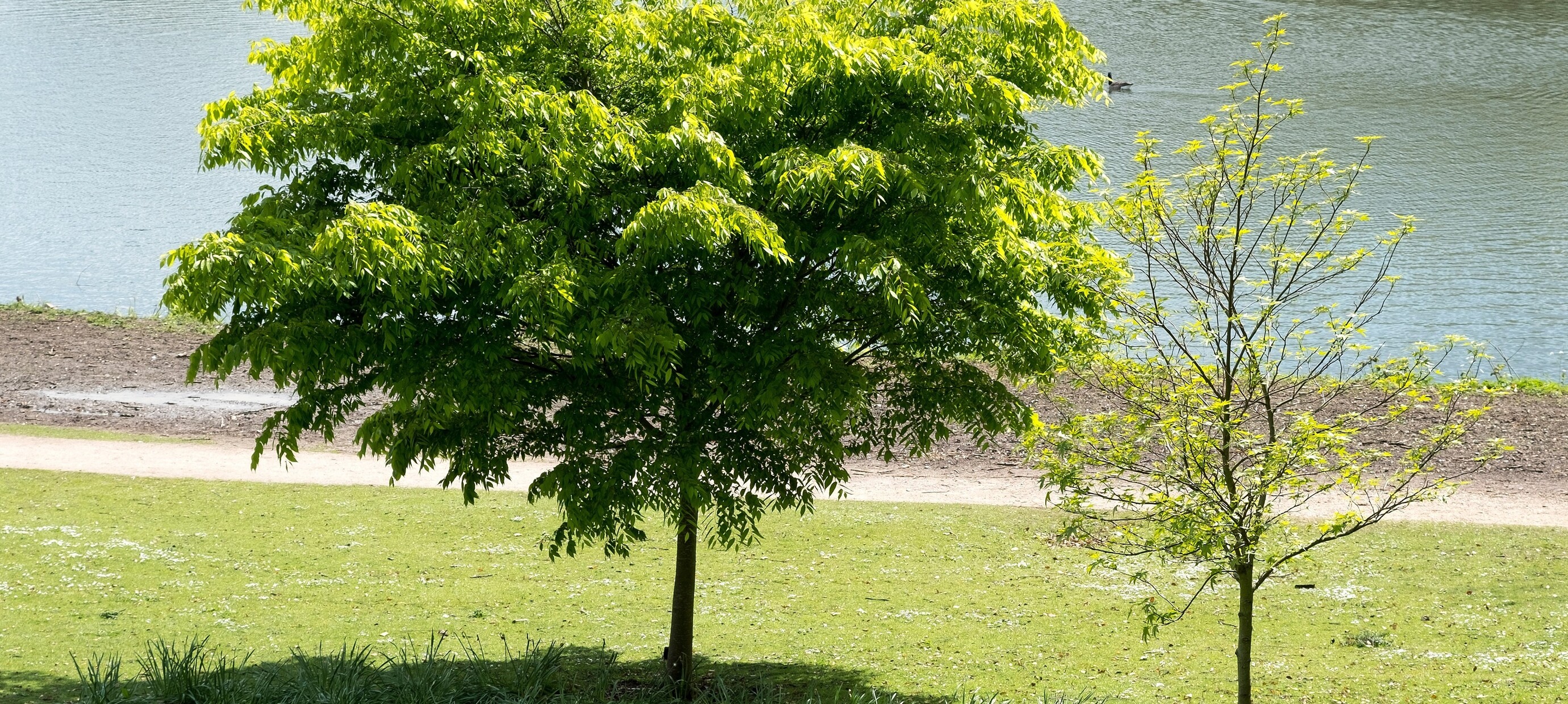 Op zoek naar een schaduw boom? Check onze blog!