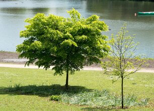 Op zoek naar een schaduw boom? Check onze blog!