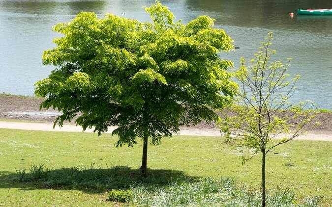 Op zoek naar een schaduw boom? Check onze blog!