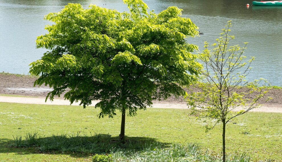 Op zoek naar een schaduw boom? Check onze blog!