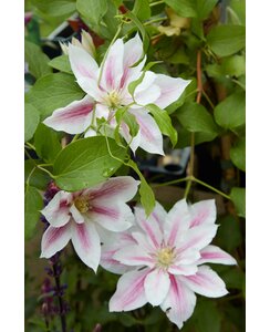 Bosrank - Clematis 'Andromeda'