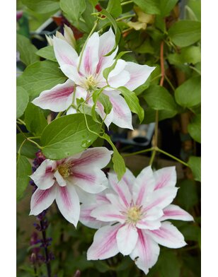 Bosrank - Clematis 'Andromeda'