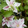 Bosrank - Clematis 'Andromeda'