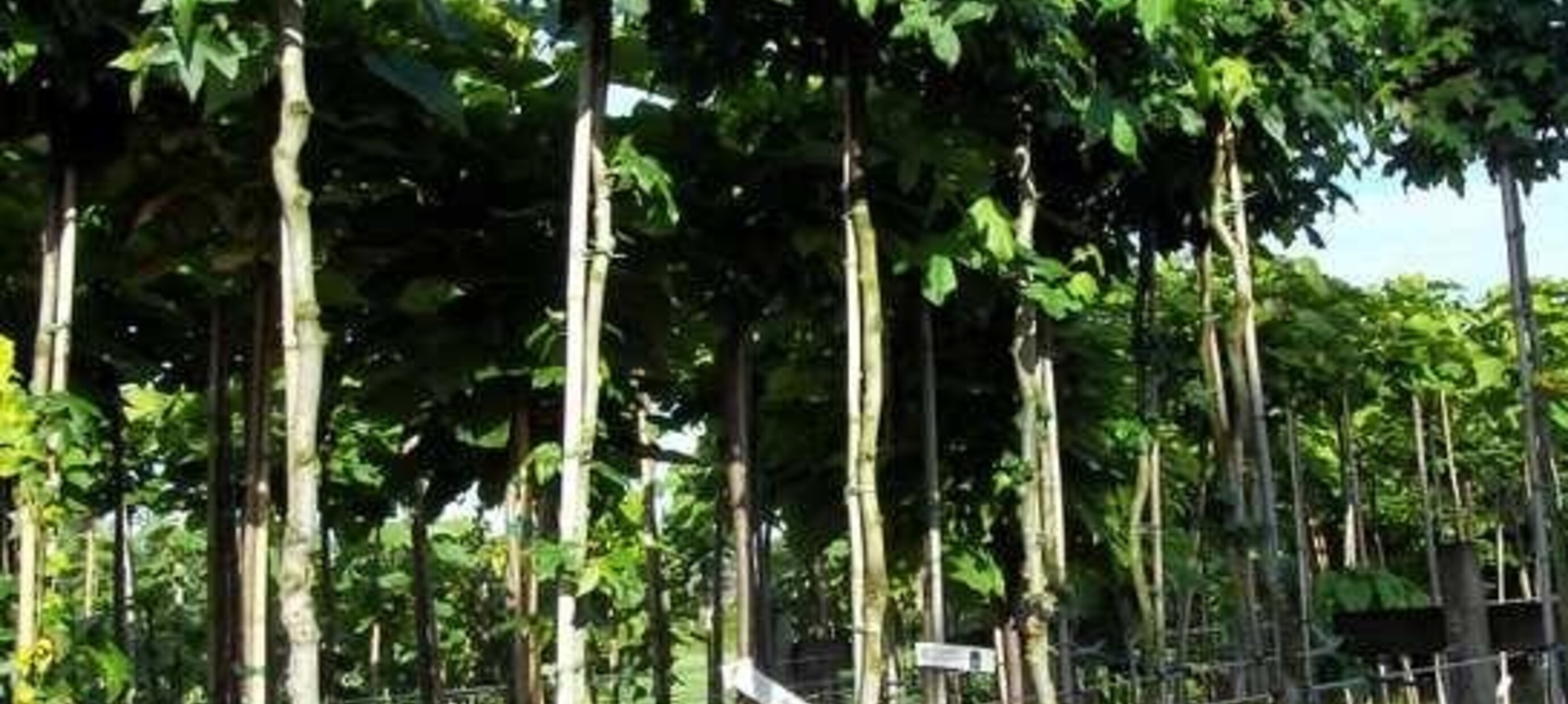 Kleine tuin? Bomentips van Bomenkopen!