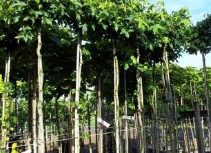 Kleine tuin? Bomentips van Bomenkopen!