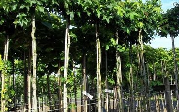 Kleine tuin? Bomentips van Bomenkopen!