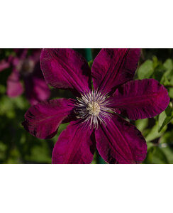 Bosrank | Clematis 'Westerplatte'