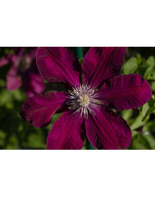 Bosrank | Clematis 'Westerplatte'