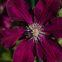Bosrank | Clematis 'Westerplatte'