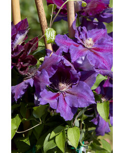 Bosrank | Clematis 'Wildfire'