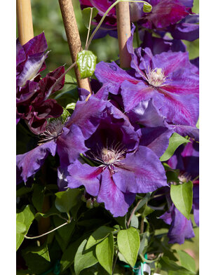 Bosrank | Clematis 'Wildfire'