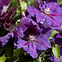 Bosrank | Clematis 'Wildfire'