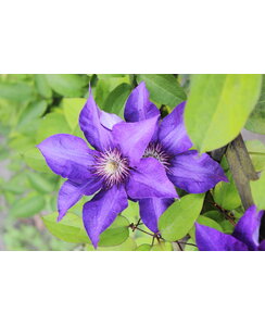 Bosrank | Clematis 'Haku ookan'
